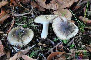 russula amoenolens (1000 x 667).jpg_product_product_product_product